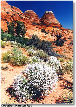 Northern Coyote Buttes