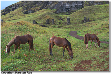 freilaufende Pferde am Rano Raraku