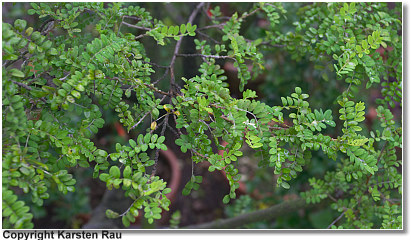 Toromiro, Copyright www.karsten-rau.de