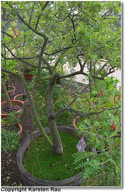 Toromiro, Copyright Karsten Rau (www.karsten-rau.de)