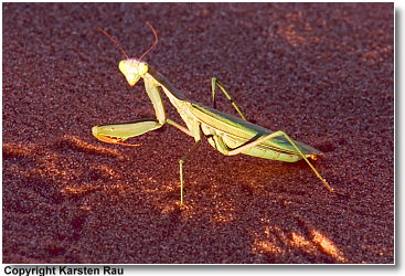 verirrte Gottesanbeterin