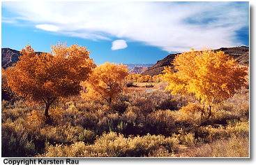 Herbst im Zion Canyon
