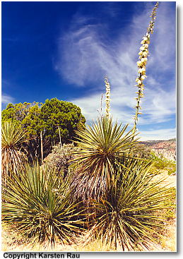 Auf dem Weg zum Observation Point