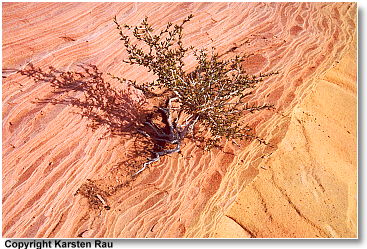 Die Natur findet einen Weg
