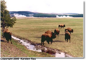 Bisonherde im Yellowstone NP