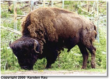 Bisonbulle