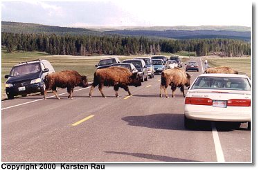 Bisons haben Vorfahrt