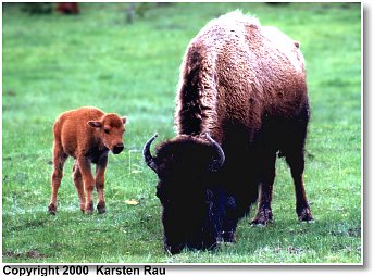 Bisonkuh mit ihrem Kalb