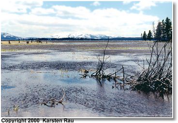 Beaver Lake, Yellowstone NP