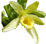Vanillebl&uuml;te